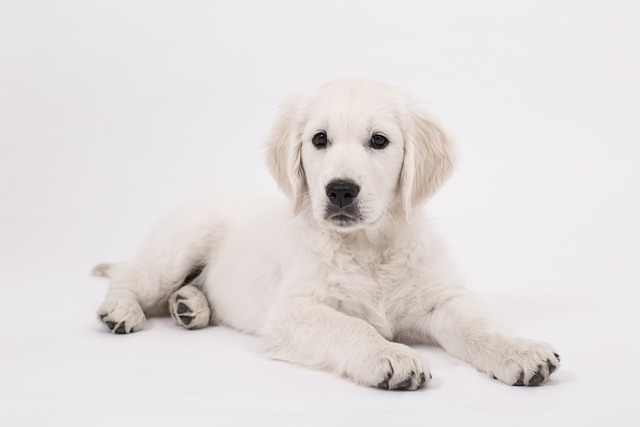 Golden Retrievers for Sale in India | Looking for a new Friend?