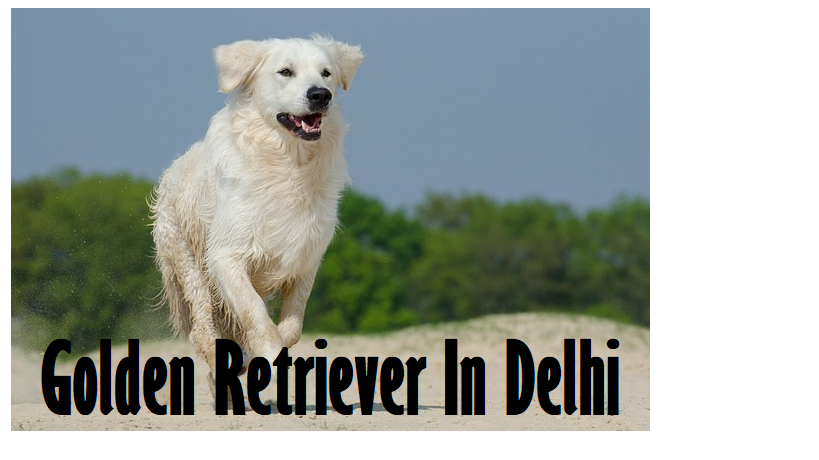 dog in delhi Danwaon