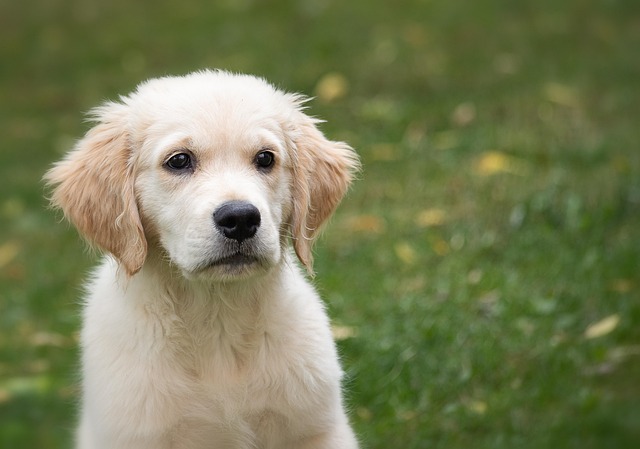 Golden retriever puppies for adoption