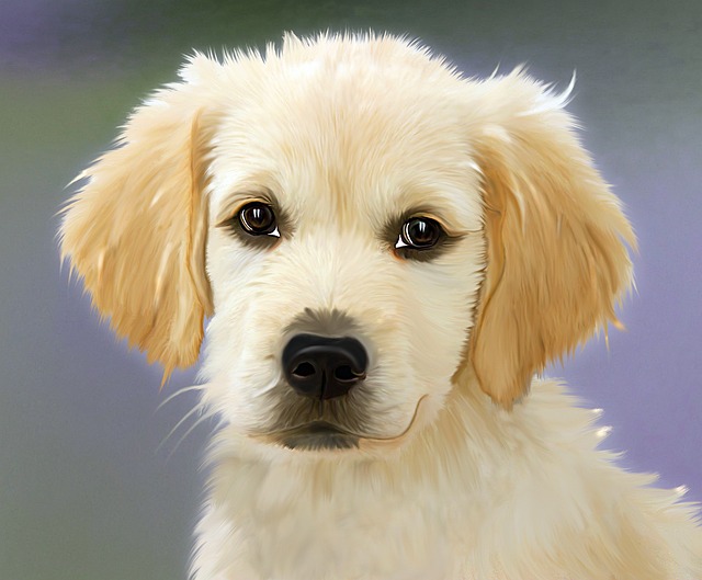 Golden Retriever Puppies For Adoption In India