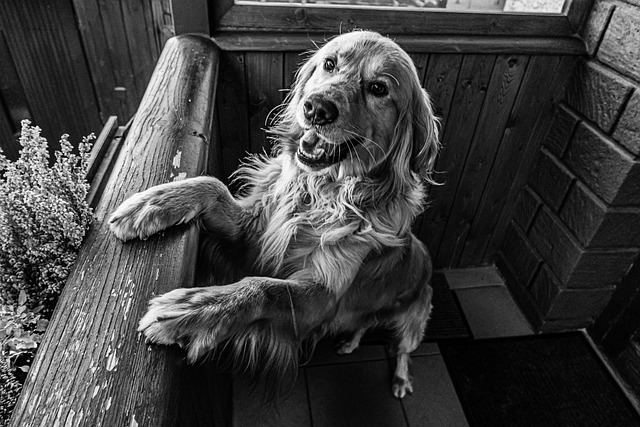 7 Reasons for Golden Retriever Barking | How to Train Golden