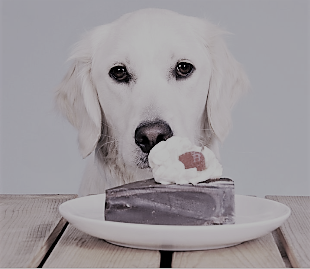 Can Golden Retrievers Eat Sugar? Why is sugar harmful to dogs?