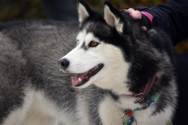 Siberian Husky Dog Breed | All You Need To Know