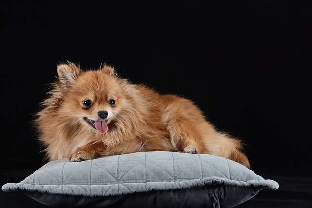 How much does a Pomeranian Dog Price in India 2023