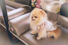 Training cost of Pomeranian dog in India