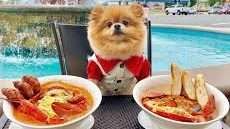 Food Cost of Pomeranian Dog