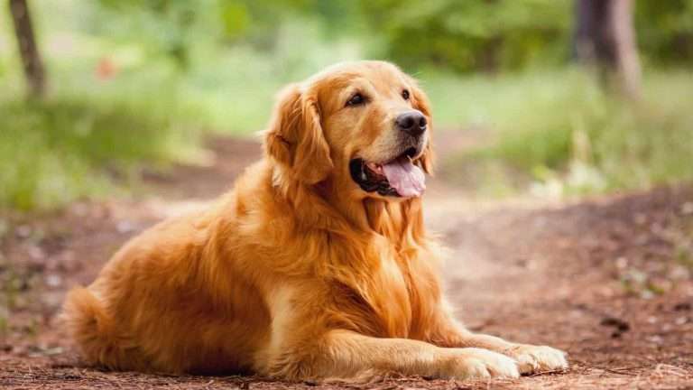 Are Golden Retrievers Protective? Can They Make Guard Dogs?