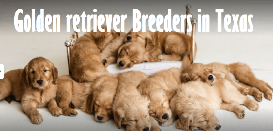 Golden retriever breeders in Texas