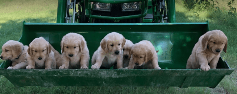 Why These 8 Golden Retriever Breeders in Texas are best?