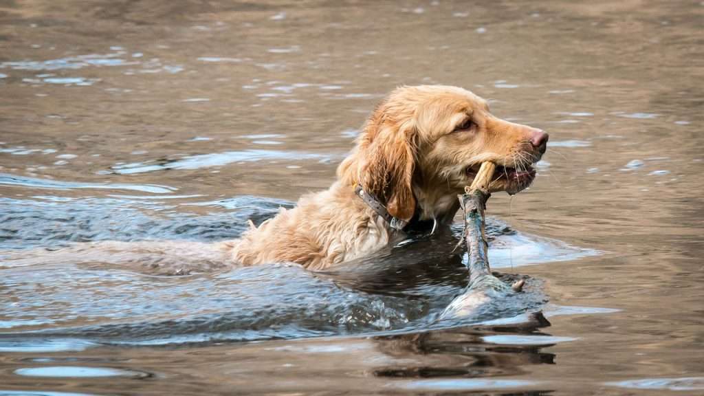 How To Train Your Golden Retriever for Hunting