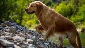 2. Rockvale Puppies (Golden retriever breeder)