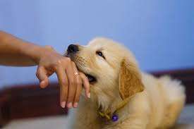 Golden retriever puppy biting on hand 