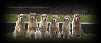 Where to Find Reputable Golden Retriever Breeders in New Jersey