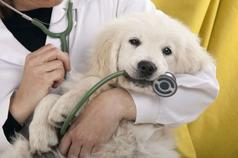 What If I Never Take My Dog To The Vet in Years?