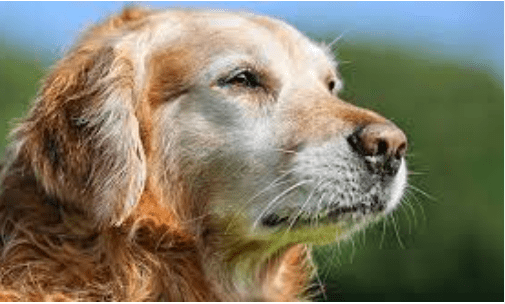 Signs, Symptoms, and Tips for an Old Golden Retriever
