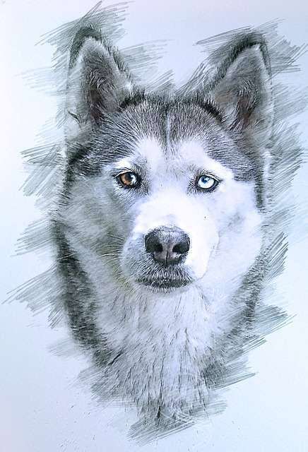 The Husky Eye Color: What is the Rarest Color?