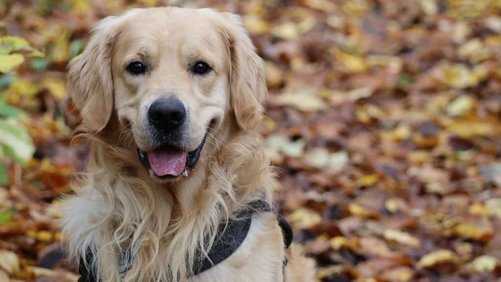 Are Golden retriever guard dog