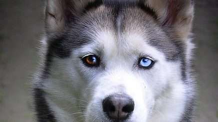 Husky Eye Color