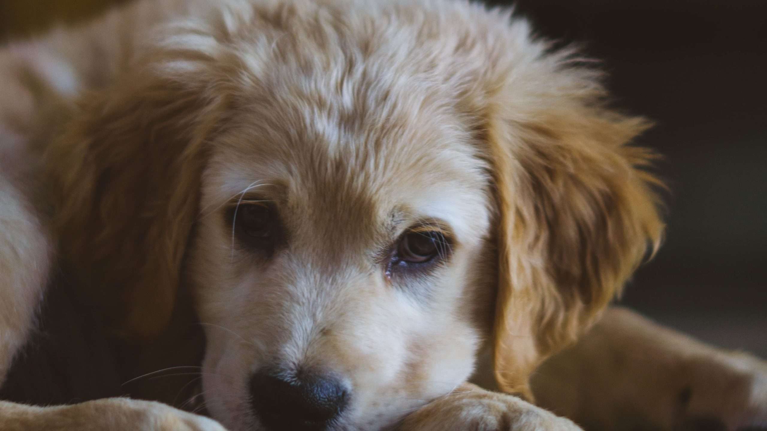 Are Golden Retriever Puppies Hyper?