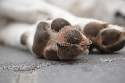 Husky's Paws should clean and Dry