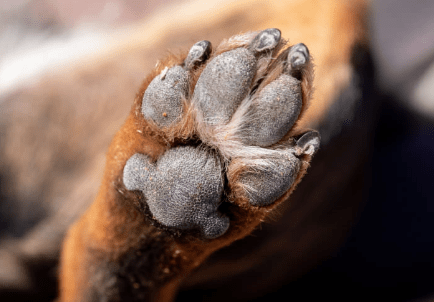 Trim your husky's nails regularly