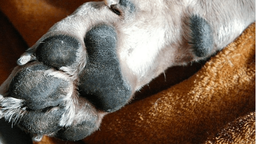 Huskies' paws care in Winter