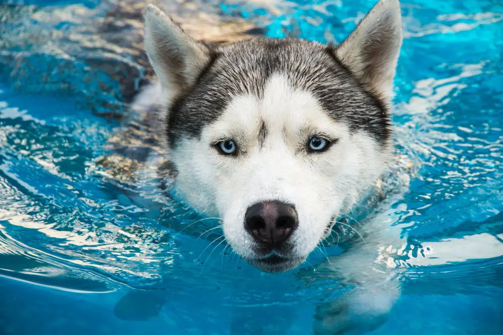 Do Huskies Like Water?