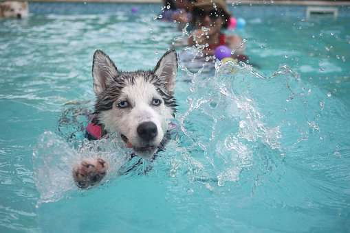 Can Husky survives in hot weather