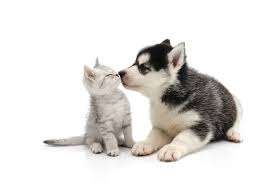 Raising a husky puppy with cats