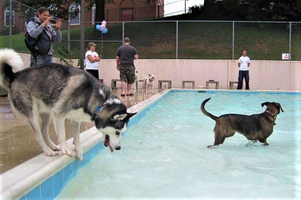 Can Huskies swim?