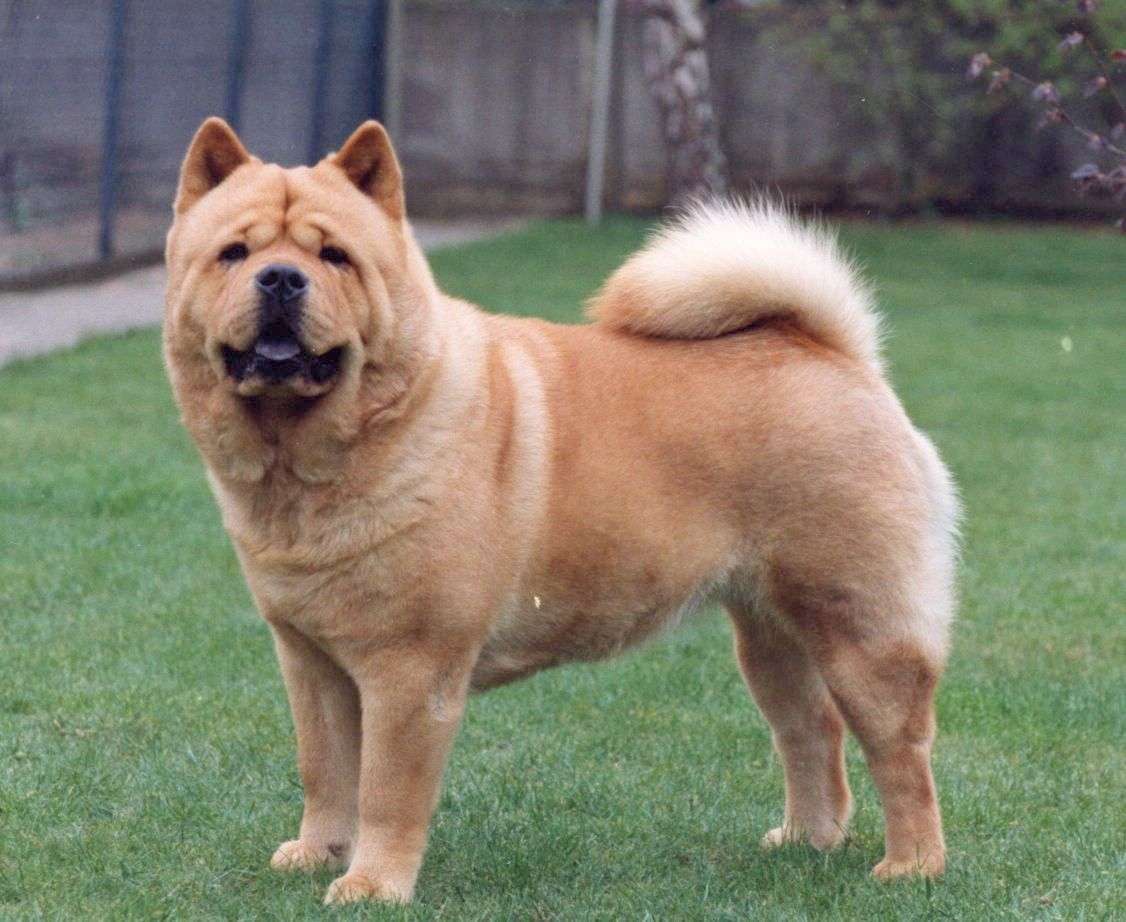 Short Haired Chow Chow Dog breed