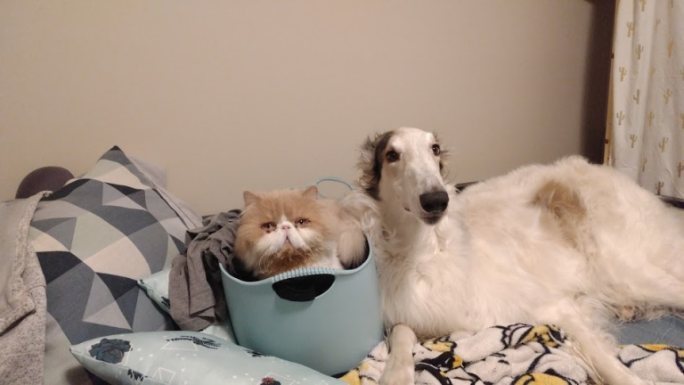 Borzoi and Cats: Can a Borzoi live with a cat?