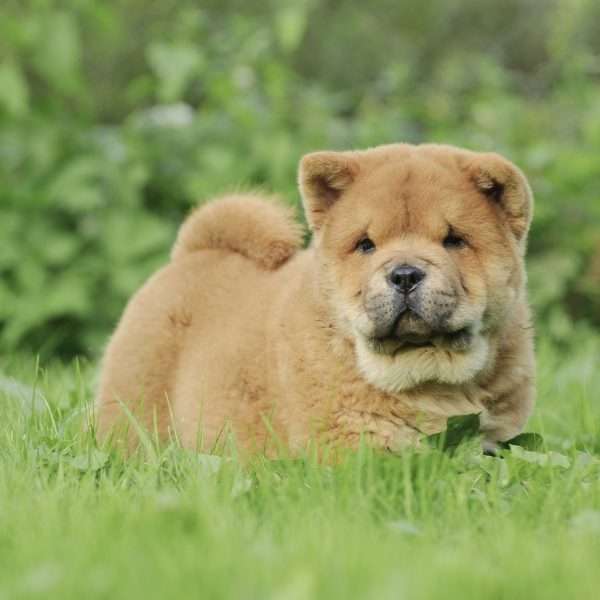 Short-Haired Chow Chow