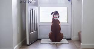 How to teach a dog to wait at the door