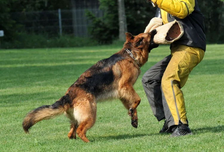 Active German Shepherd playing with owner