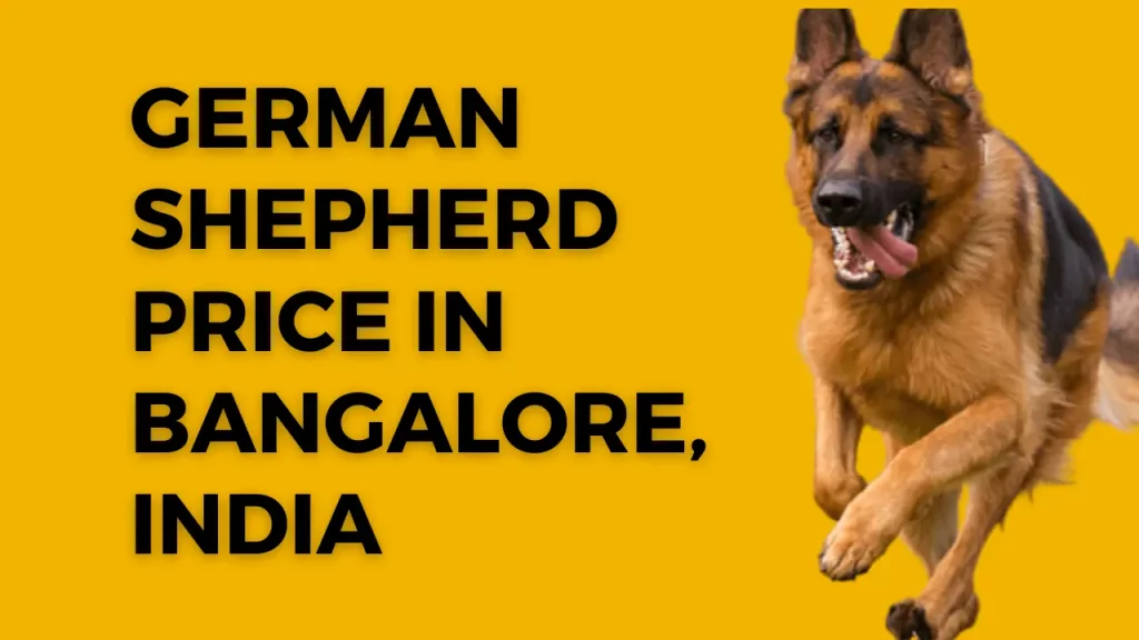 German Shepherd dog in Bangalore