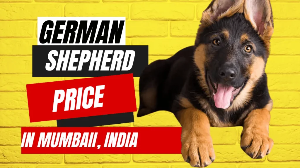 German Shepherd price in Mumbai