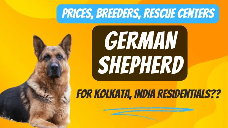German Shepherd Price in Kolkata? Breeders, Rescue centers in 2023